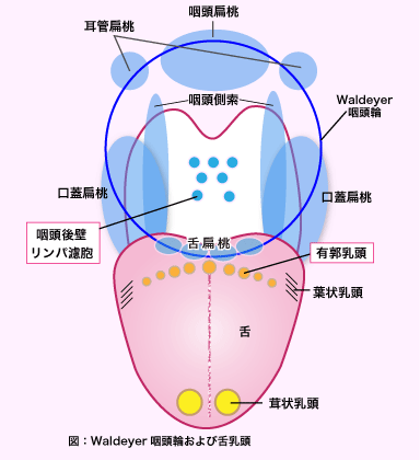 赤い もの の 奥 喉 でき